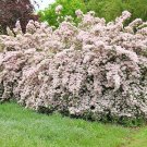 25 Ruys Pink Beauty Bush Seeds Kolkwitzia Amabilis Fresh Seeds