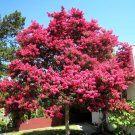 25 Sioux Crepe Myrtle Seeds Lagerstroemia Indica X Faueri Sioux Fresh Seeds