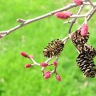 25 Smooth Alder Seeeds Alnus Serrulata Fresh Seeds