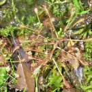 25 Spoonleaf Sundew Seeeds Drosera Intermedia Fresh Seeds