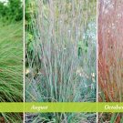 25 Standing Ovation Little Bluestem Seeds Schizachyrium Scoparium Fresh Seeds