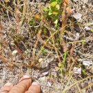 25 Threadleaf Sundew Seeds Drosera Filifromis Fresh Seeds