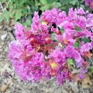 25 Velmas Royal Delight Crepe Myrtle Seeds Lagerstroemia Indica Velmas Royal Fresh Seeds