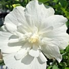 25 White Chiffon Rose Of Sharon Seeds Hibiscus Syriacus Notwoodtwo Fresh Seeds