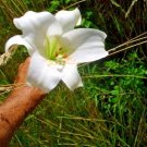25 White Formosa Lily Seeds Lilium Formosanum Giant 6 7 Foot Tall Fresh Seeds