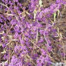 30 American Beautyberry Seeds Callicarpa Americana Fresh Seeds