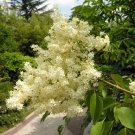 30 Amur Lilac Tree Seeds Syringa Reticulata Amurensis Fresh Seeds