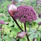 30 Appalachian Mountain Mint Seeeds Pycnanthemum Flexuosum Fresh Seeds