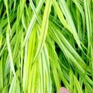 30 Aureola Japanese Forest Grass Seeeds Hakonechloa Macra Aureola Fresh Seeds
