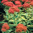 30 Autumn Charm Variegated Sedum Seeds Sedum Autumn Charm Fresh Seeds