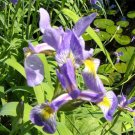 30 Blue Flag Iris Seeds Iris Versicolor Fresh Seeds
