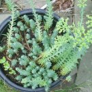 30 Blue Spruce Sedum Seeds Sedum Reflexum Fresh Seeds