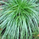 30 Cherokee Sedge Grass Seeds Carex Cherokeensis Fresh Seeds