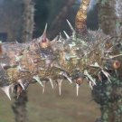 30 Chinese Angelica Tree Seeds Aralia Chinensis Large Spines On Branches Fresh Seeds