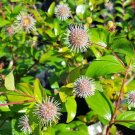 30 Chinese Buttonbush Seeds Adina Rubella Fresh Seeds