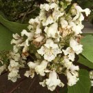 30 Chinese Indian Bean Yellow Catalpa Seeds Catalpa Ovata Fresh Seeds