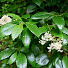 30 Chinese Wood Vamp Seeds Decumaria Sinensis Fresh Seeds