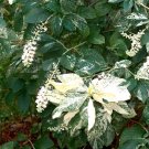 30 Cottondale Sweet Pepperbush Seeds Clethra Alnifolia Var Tomentosa Fresh Seeds
