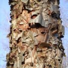 30 Dahurian Birch Seeds Betula Dahuvica Fresh Seeds