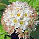 30 Dwarf Ninebark Seeds Physocarpus Opulifolius Nanus Fresh Seeds