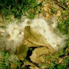 30 Eastern Cottonwood Seeds Populus Deltoides Var Deltoides Fresh Seeds