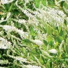 30 Einstein Sweet Pepperbush Seeeds Clethra Alnifolia Einstein Fresh Seeds