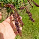 30 False Indigo Bush Seeds Amorpha Fruticosa Fresh Seeds
