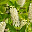 30 Hummingbird Sweet Pepperbush Seeds Clethra Alnifolia Hummingbird Fresh Seeds