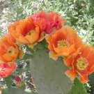 30 Indian Fig Cactus Seeds Opuntia Ficus Indica Edible Cactus Fresh Seeds