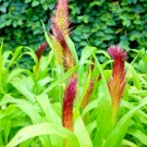 30 Jade Princess Millet Seeds Pennisetum Glaucum Jade Princess Fresh Seeds
