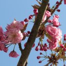 30 Japanese Cherry Birch Seeeds Betula Grossa Fresh Seeds