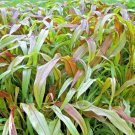 30 Jester Ornamental Millet Seeds Pennisetum Glaucum Jester Fresh Seeds