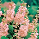 30 Lady Pink Water Sweet Pepperbush Seeds Clethra Alnifolia Lady Pink Fresh Seeds