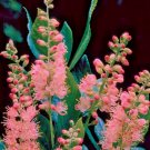 30 Lake Carasaljo Pink Sweet Pepperbush Seeds Clethra Alnifolia Fresh Seeds