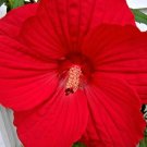 30 Luna Red Swamp Mallow Seeeds Hibiscus Moscheutos Luna Red Fresh Seeds