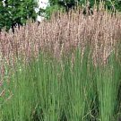 30 Moorhexe Purple Moor Grass Molinia Caerulea Subsp Caerulea Moorhexe Fresh Seeds