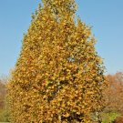 30 Morton Circle London Planetree Seeeds Platanus × Acerifolia Fresh Seeds