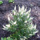 30 Mrs Campbell Sweet Pepperbush Seeds Clethra Alnifolia Mrs Campbell Fresh Seeds