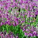 30 Nodding Onion Seeds Allium Cernuum Fresh Seeds