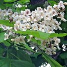 30 Northern Catalpa Seeds Catalpa Speciosa Fresh Seeds