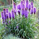 30 Purple Blazing Stars Seeds Liatris Spicata Fresh Seeds