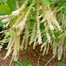 30 Swamp Cyrilla Seeds Cyrilla Racemiflora Fresh Seeds