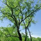 30 Traduction Silver Willow Seeds Salix Schraederiana Fresh Seeds