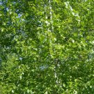 30 Turkestan Birch Seeds Betula Turkestanica Fresh Seeds