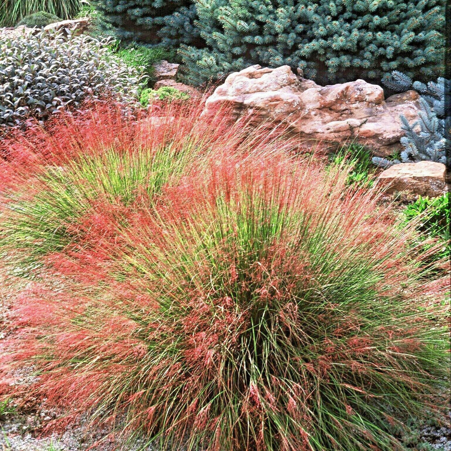 30 Undaunted Ruby Muhly Grass Seeeds Muhlenbergia Reverchonii Undaunted Fresh Seeds