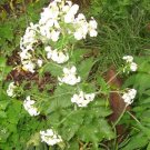 30 White Flowered Money Plant Seeds Lunaria Annua Fresh Seeds