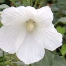 30 White Swamp Rose Mallow Seeds All White Wild Hibiscus Fresh Seeds