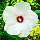 30 White Swamp Rose Mallow Seeds With Red Center Wild Hibiscus Fresh Seeds