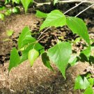 30 Whitespire Gray Birch Seeeds Betula Populifolia Whitespire Fresh Seeds