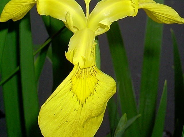 30 Yellow Flag Iris Seeds Iris Pseudacorus Fresh Seeds